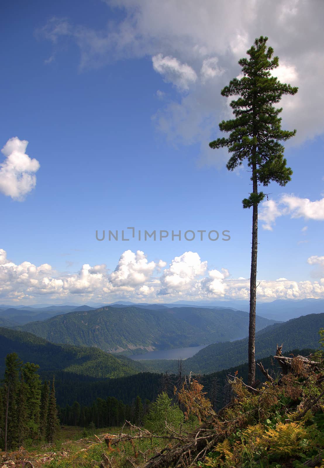 Lonely pine on a hillside overgrown with coniferous forest overlooking the mountains. Altai, Siberia, Russia.