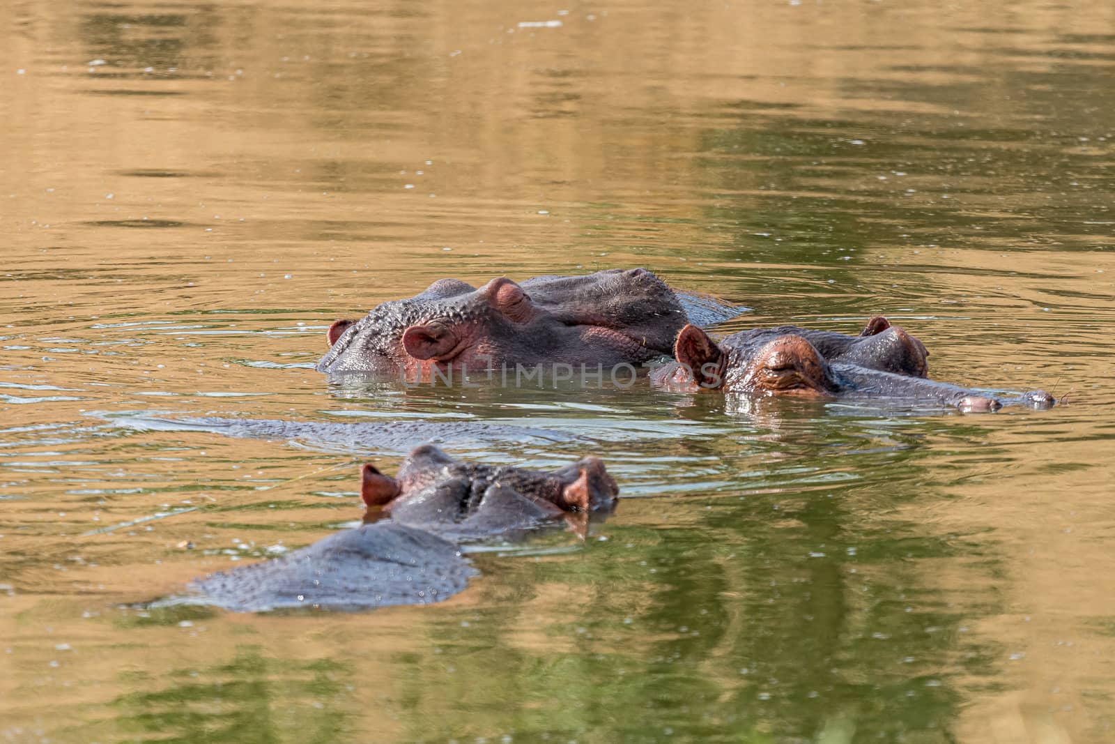 Three common hippos sleeping in water by dpreezg