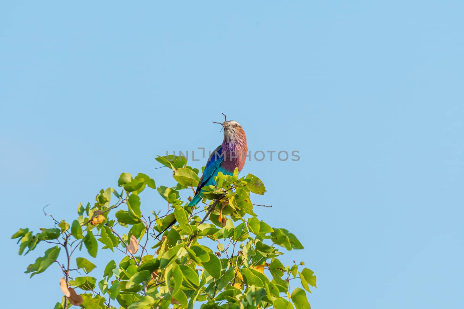 A lilac-breasted roller, Coracias caudatus, with an insect in its beak