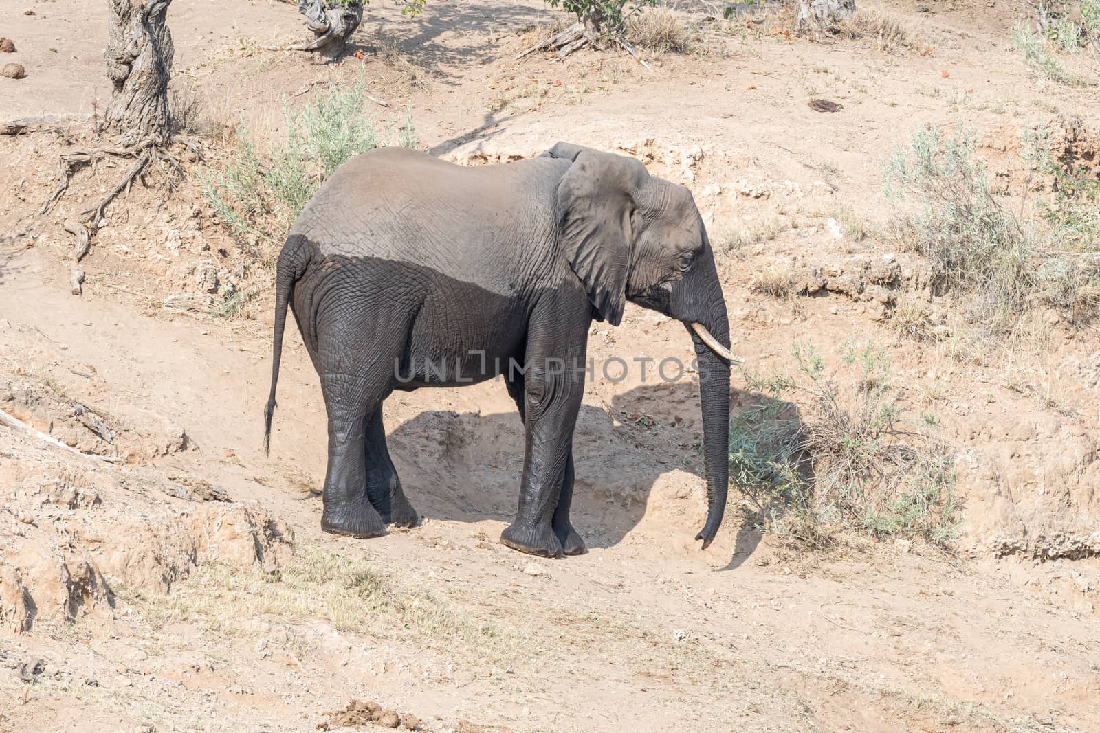 An african elephant, Loxodonta africana, in two colors, caused by wet bottom half