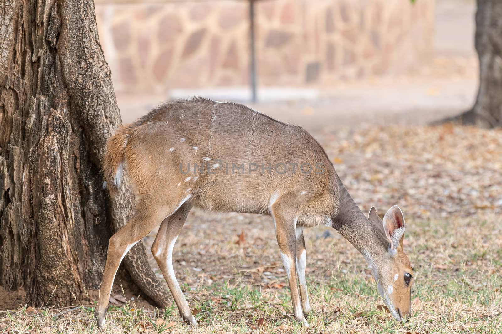 Bushbuck ewe, Tragelaphus scriptus, grazing  by dpreezg