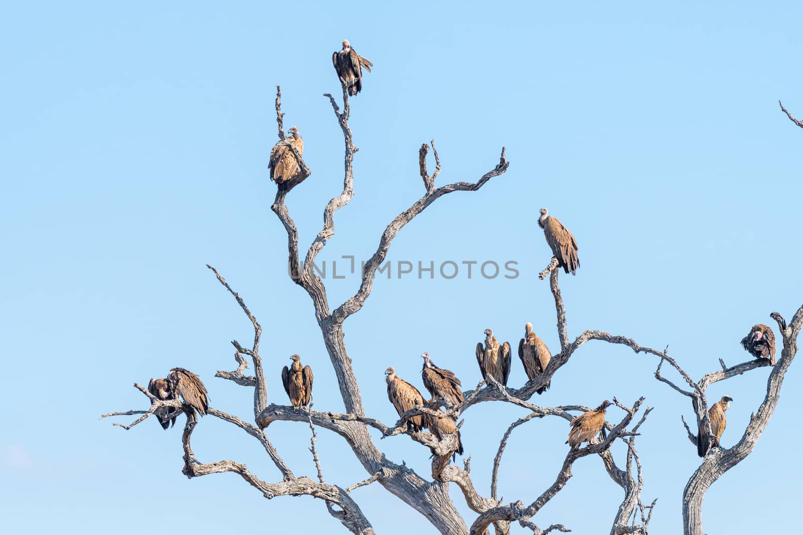 White-headed and white-backed vultures on a dead tree in the Limpopo Province of South Africa