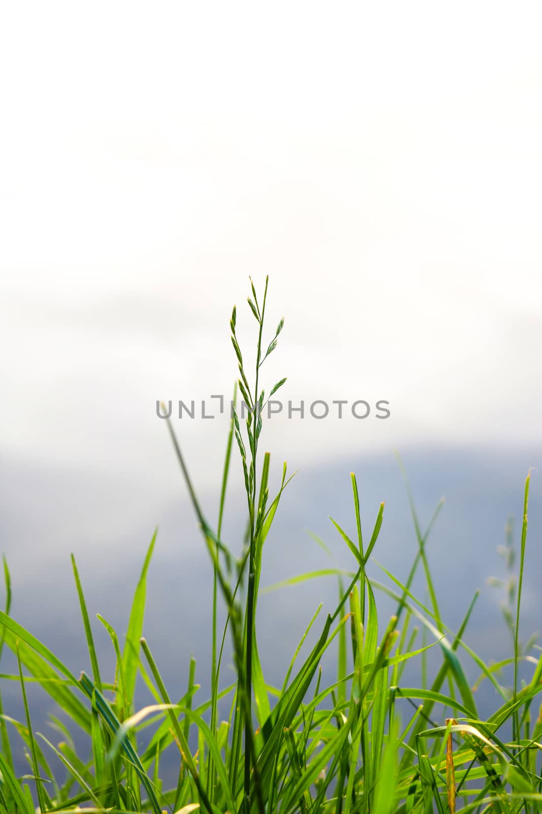 Young green grass near a lake or river, greenery, nature