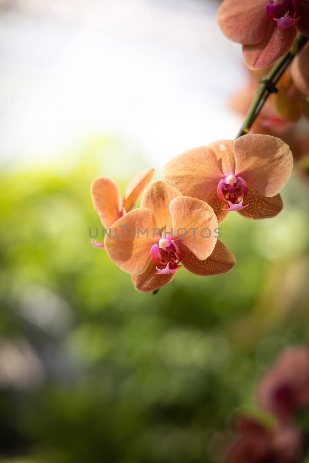 The background image of the colorful flowers by teerawit