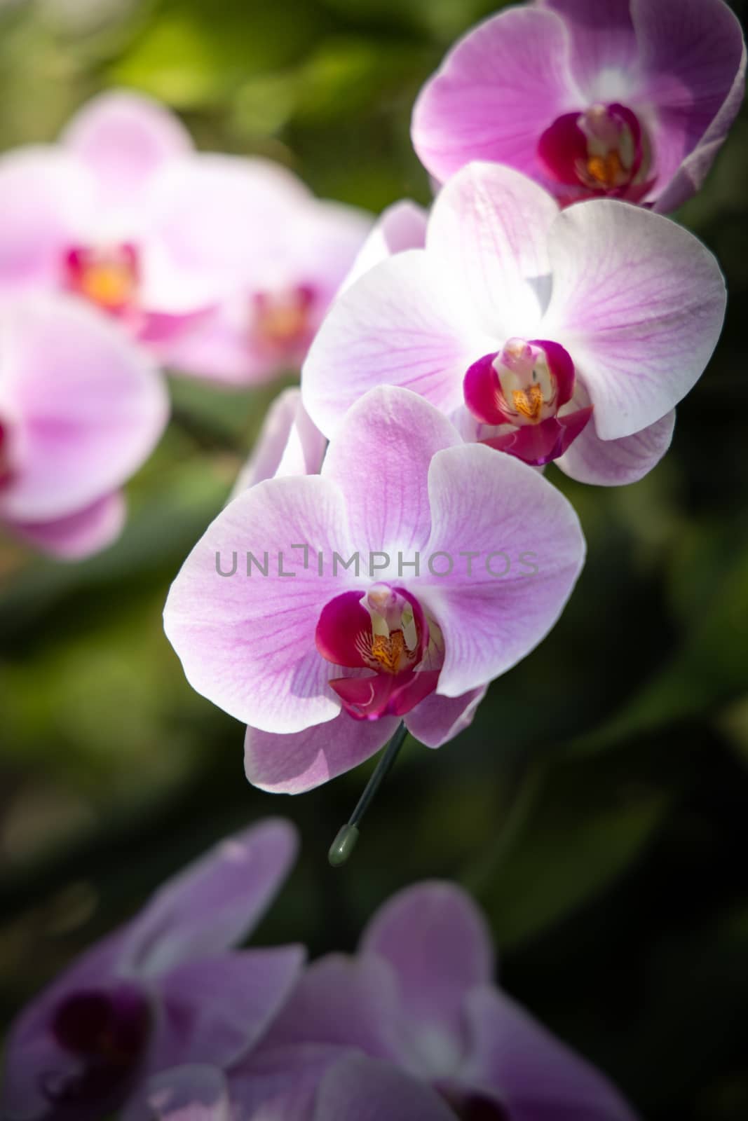 The background image of the colorful flowers, background nature