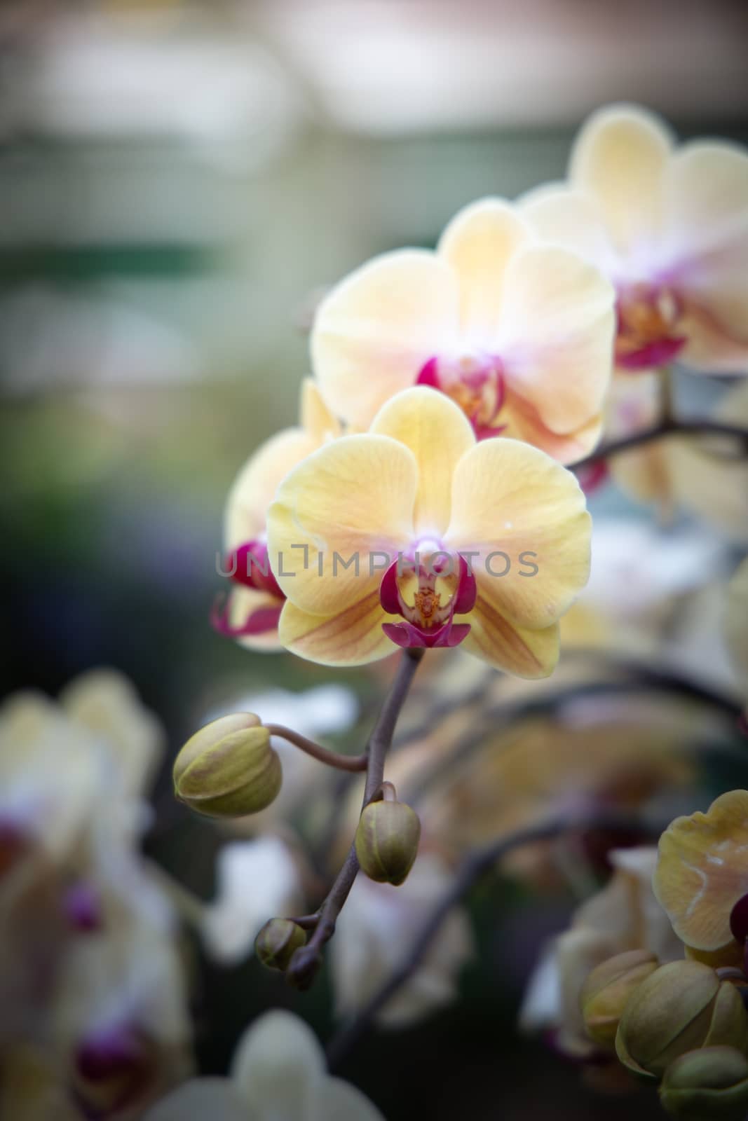 The background image of the colorful flowers by teerawit