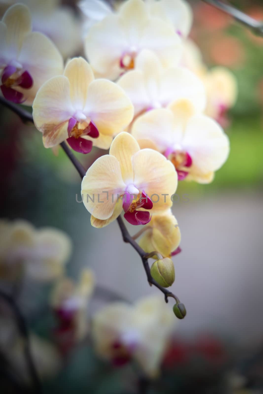 The background image of the colorful flowers, background nature