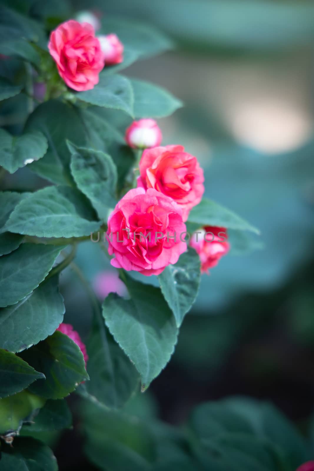 The background image of the colorful flowers by teerawit