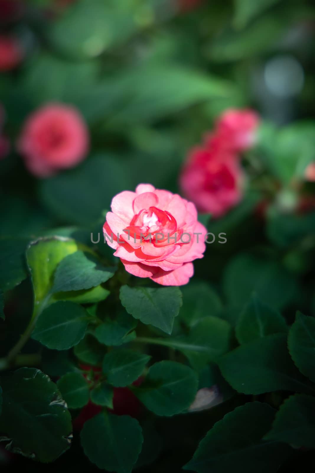 The background image of the colorful flowers by teerawit