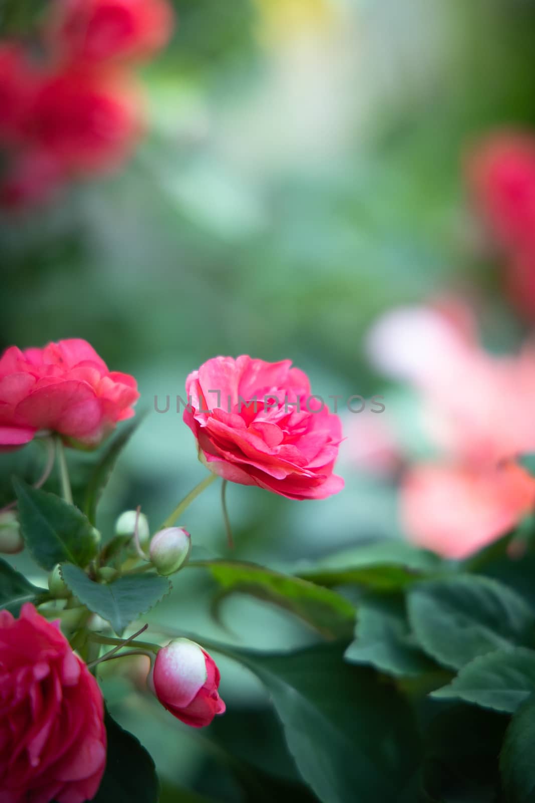 The background image of the colorful flowers by teerawit