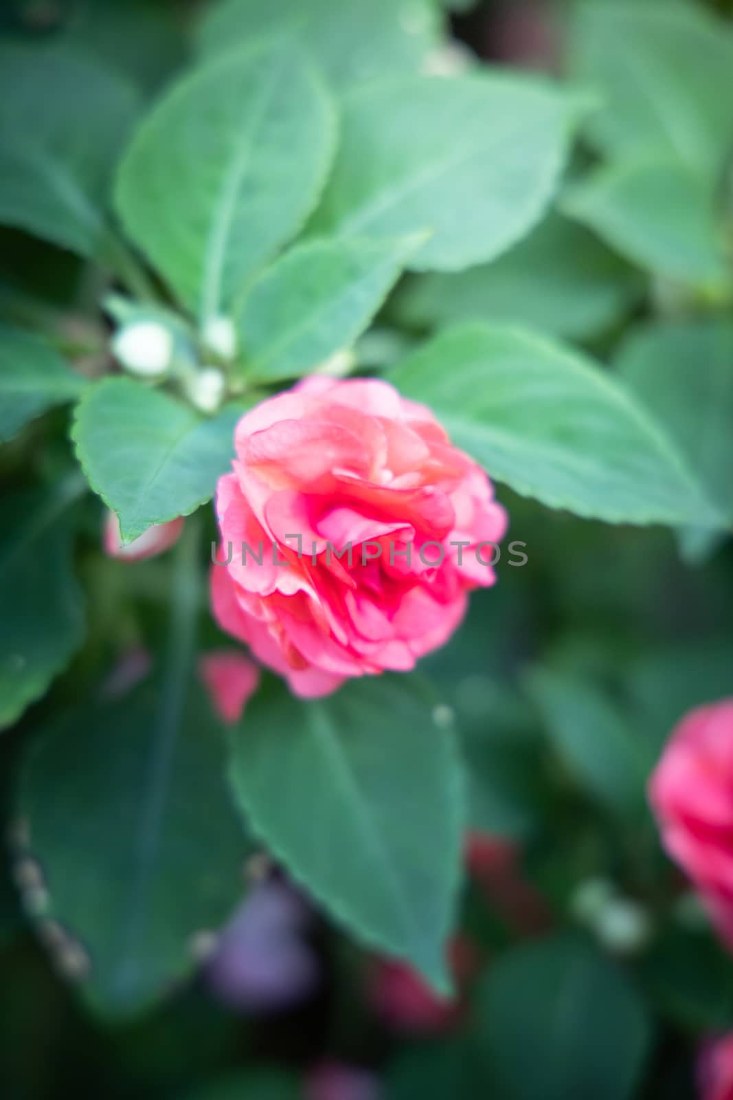 The background image of the colorful flowers by teerawit