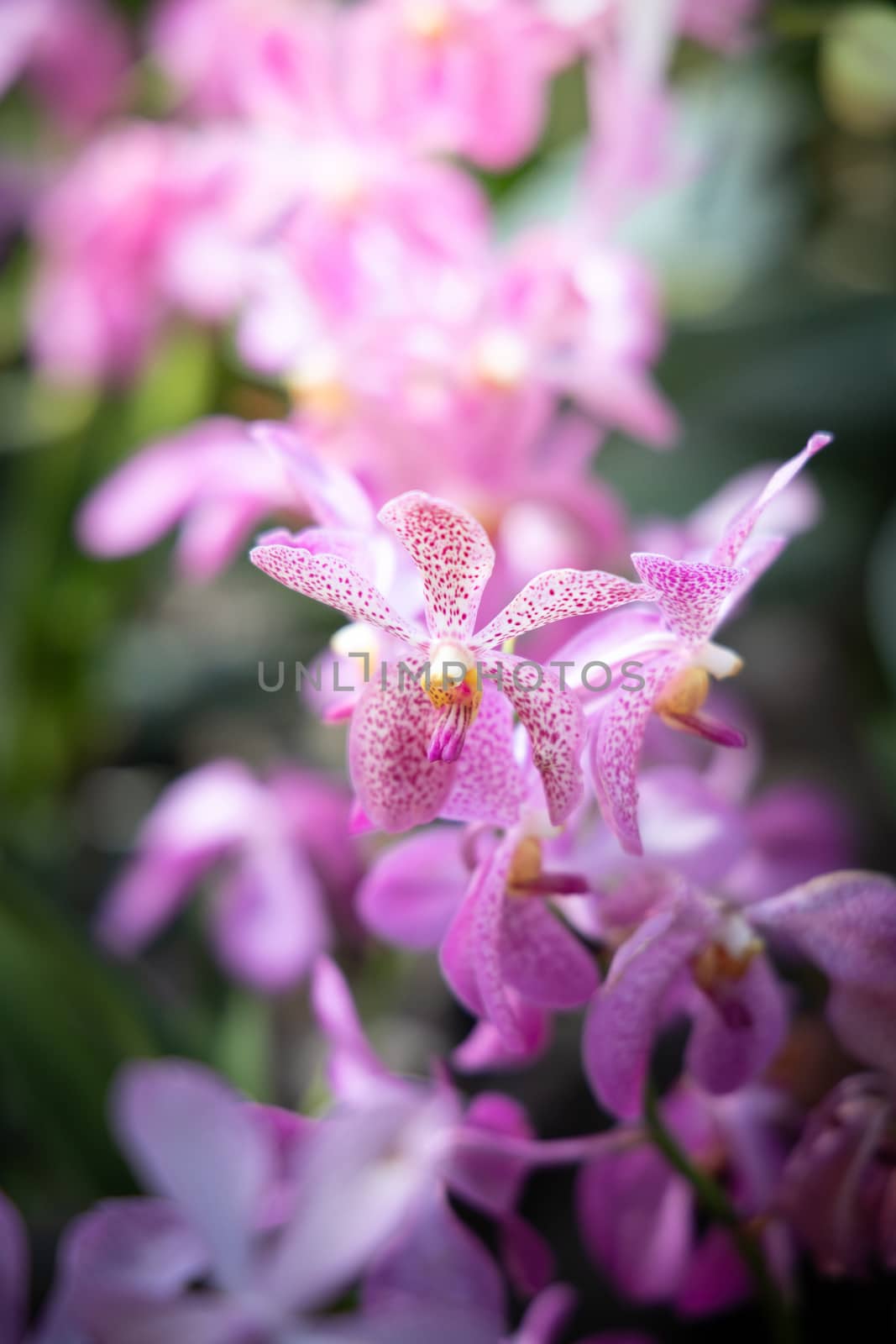 The background image of the colorful flowers, background nature