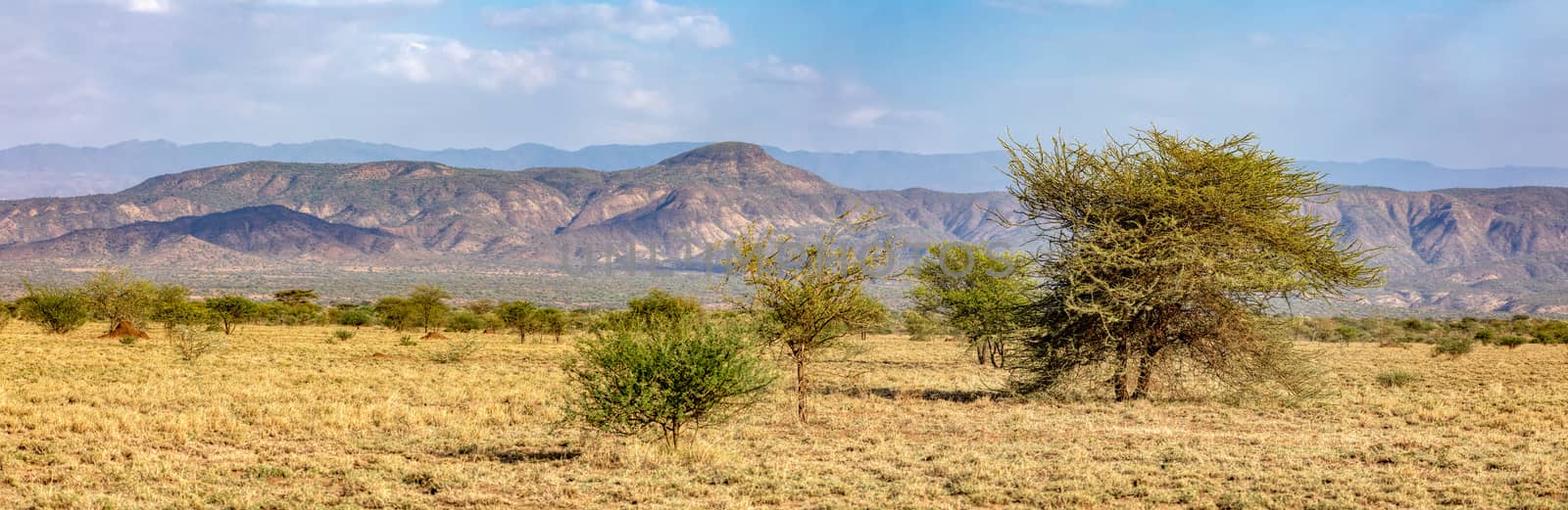 Panorama of Awash national park landscape with acacia tree in front and mountain in background