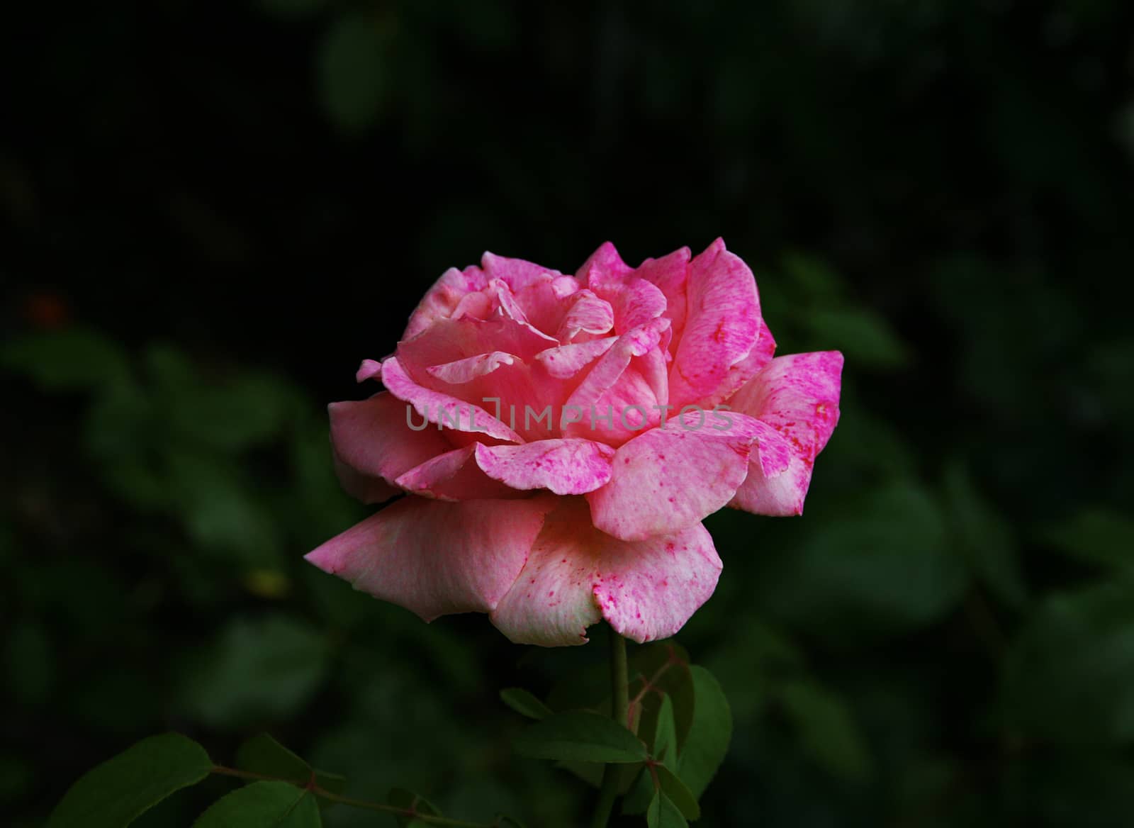 Natural rose on a dark background with green leaves.