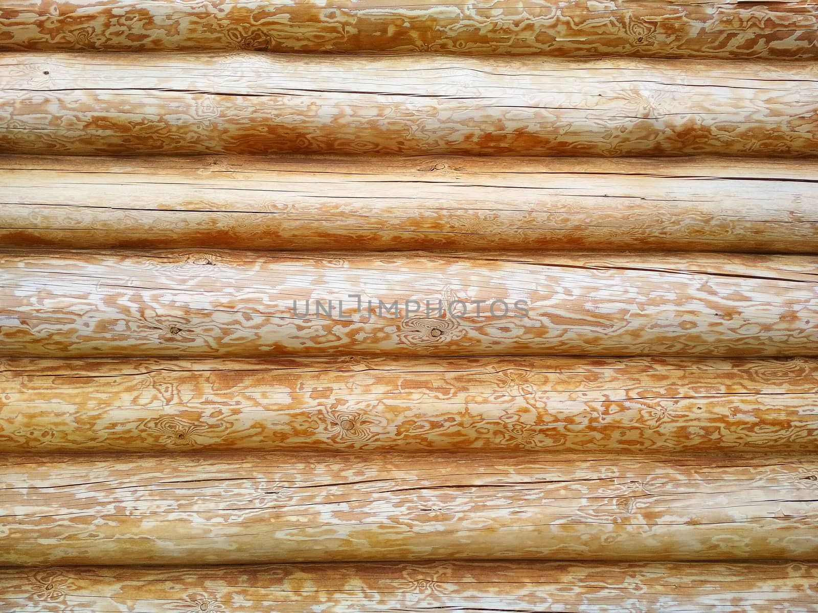 The wall of pine logs with a pronounced structure of light color.