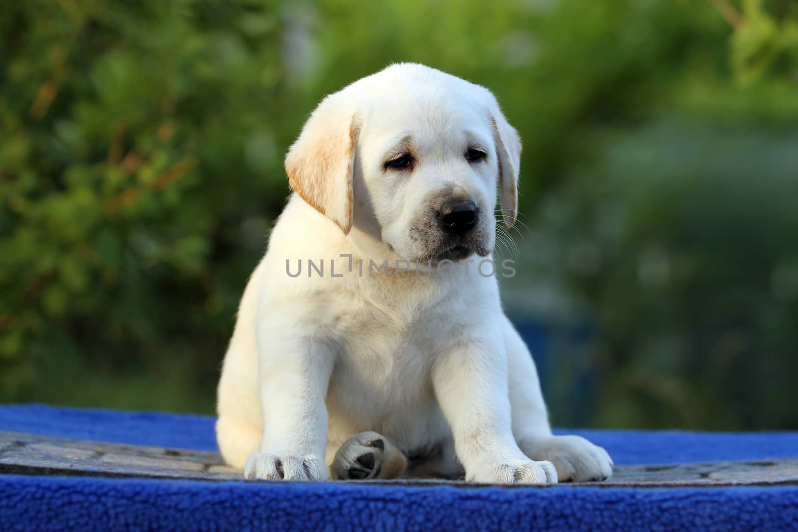 a little labrador puppy on a blue background