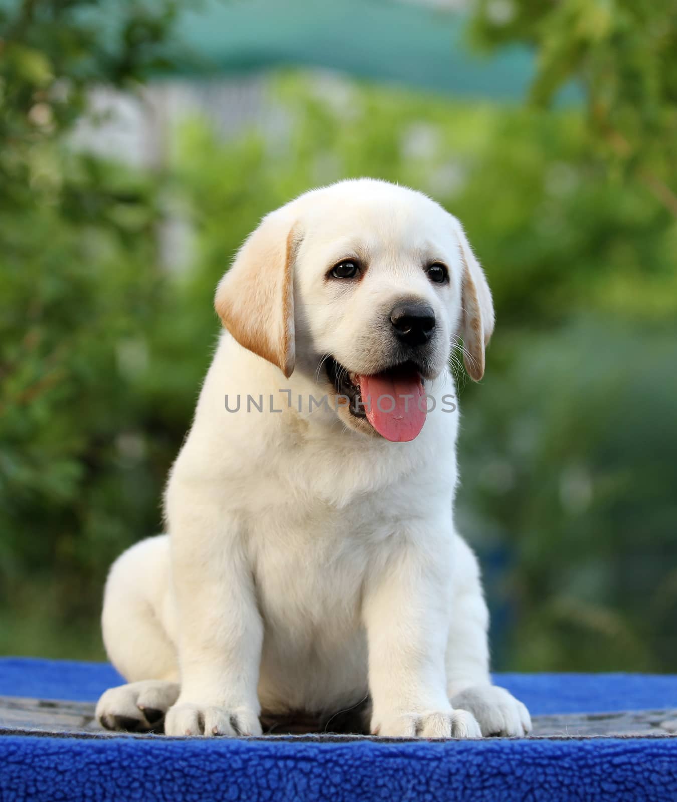 the little labrador puppy on a blue background