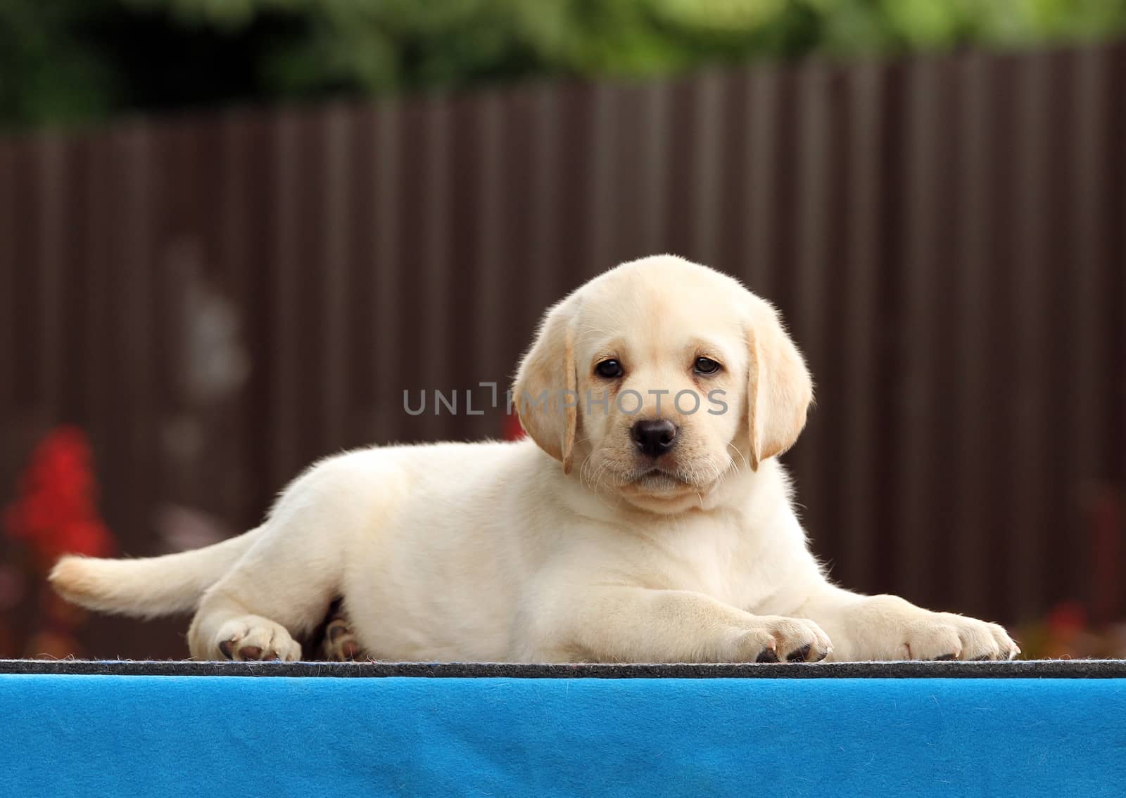 nice little labrador puppy on a blue background
