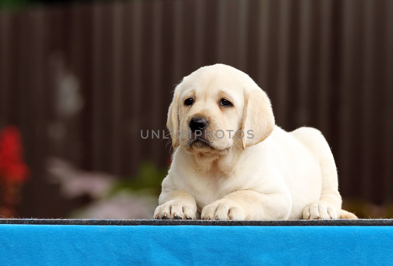a nice little labrador puppy on a blue background