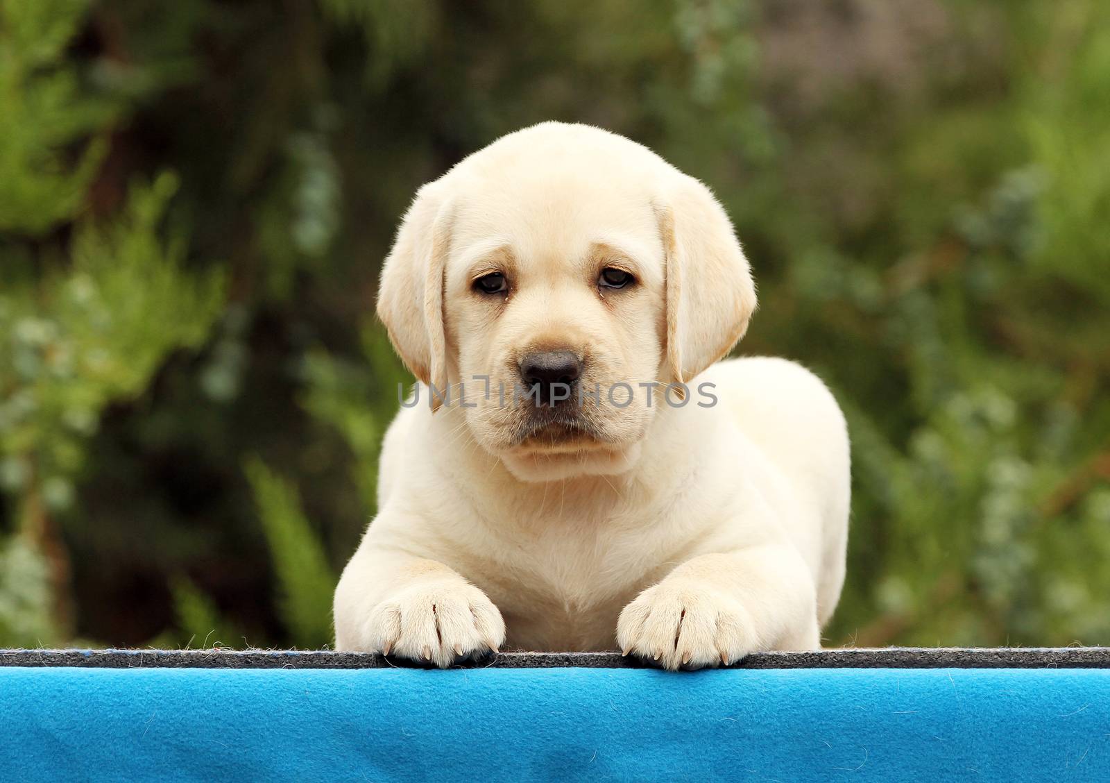a cute nice little labrador puppy on a blue background