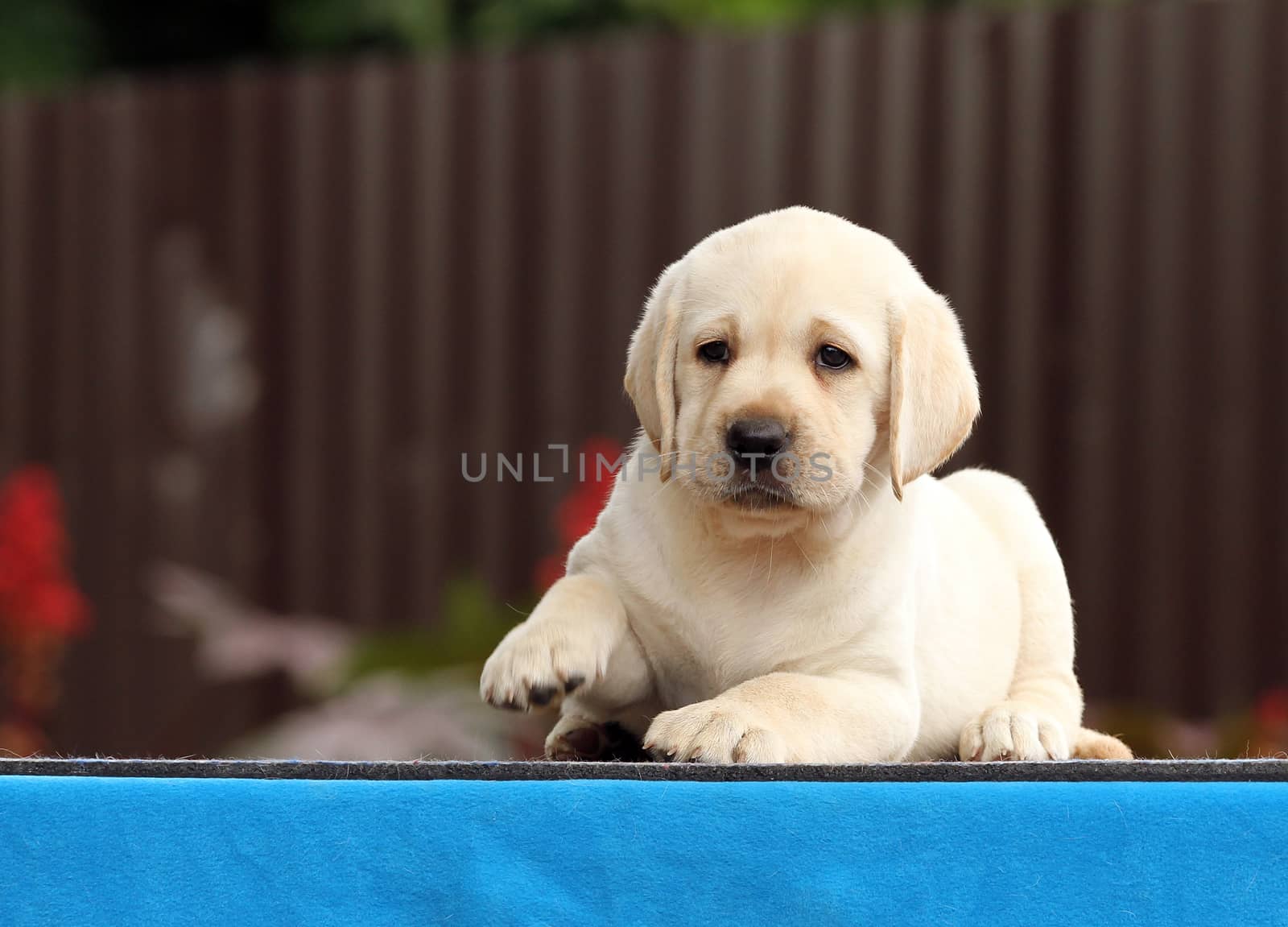 the nice little labrador puppy on a blue background