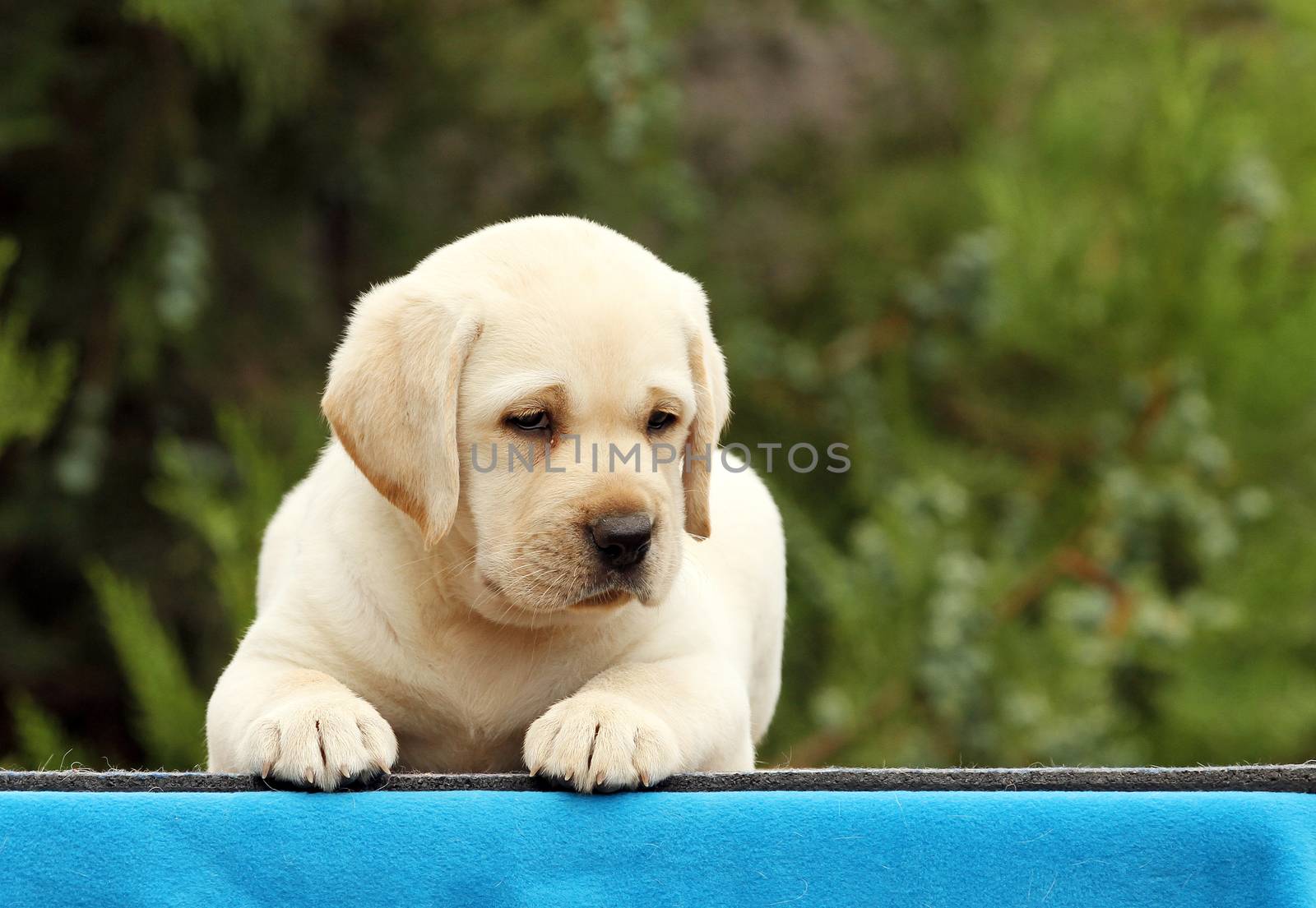cute nice little labrador puppy on a blue background
