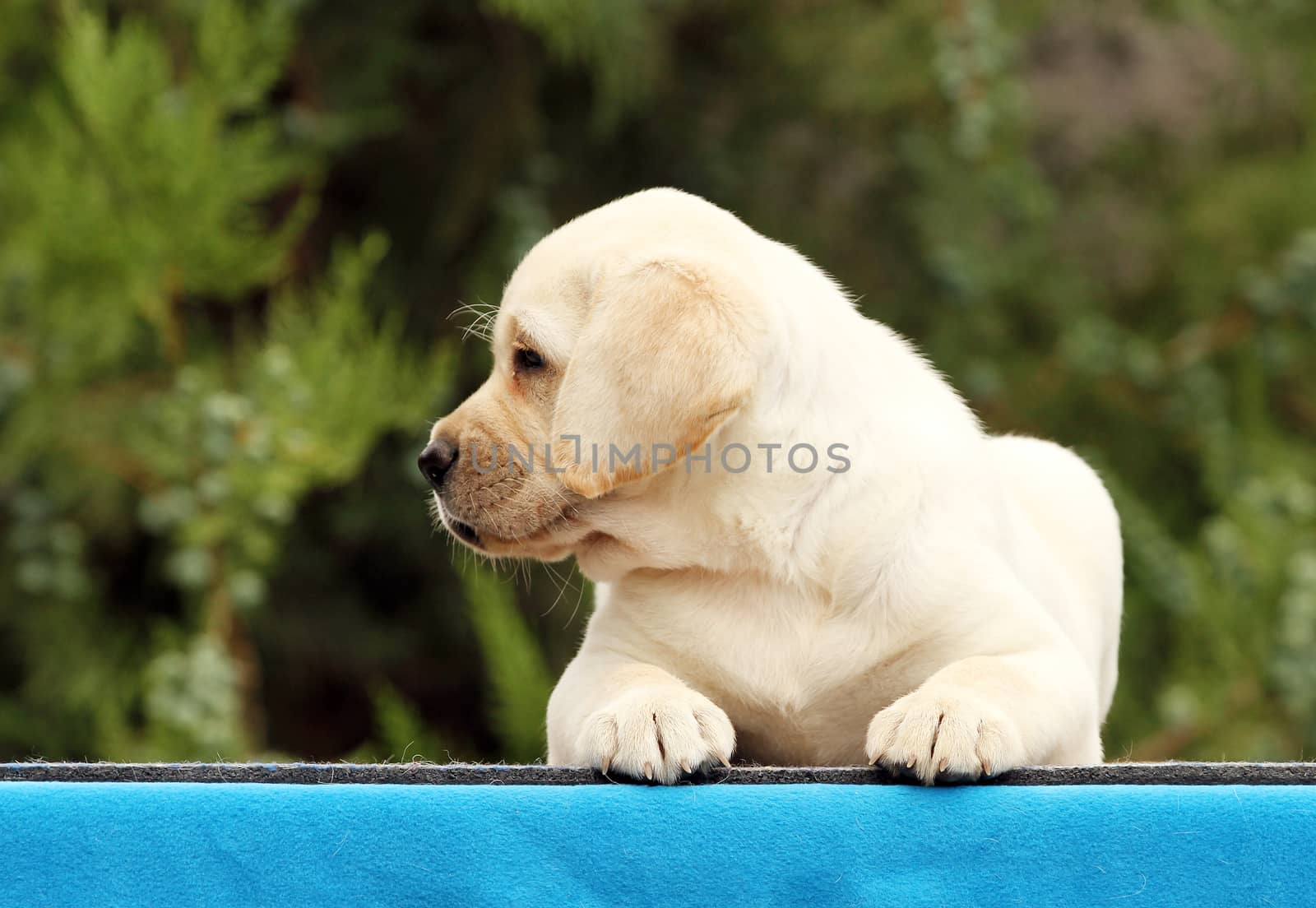 cute nice little labrador puppy on a blue background portrait