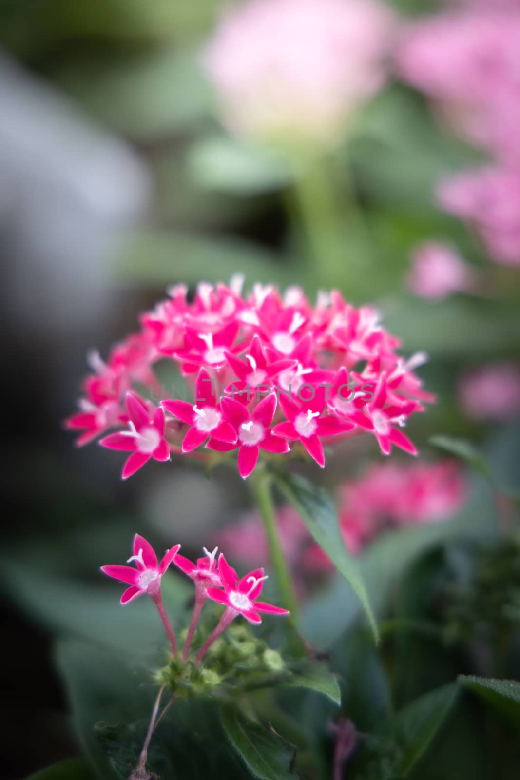 The background image of the colorful flowers by teerawit