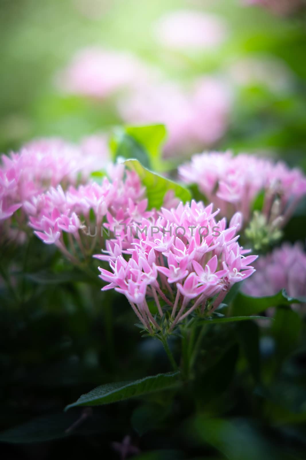 The background image of the colorful flowers by teerawit