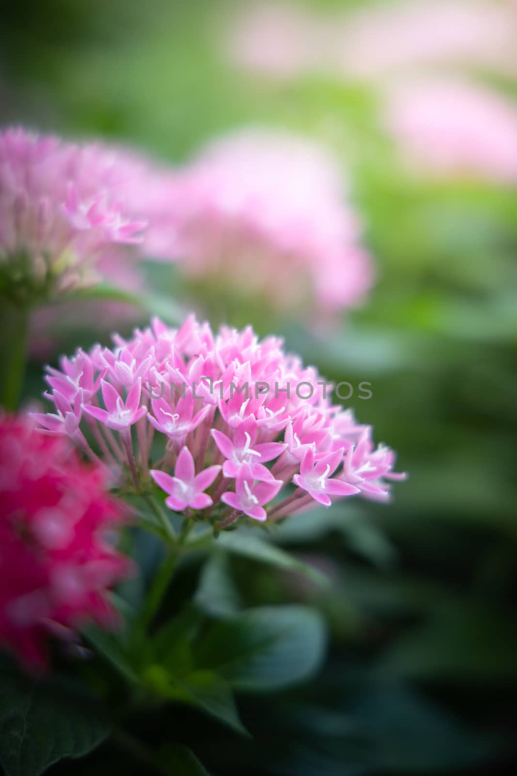 The background image of the colorful flowers by teerawit