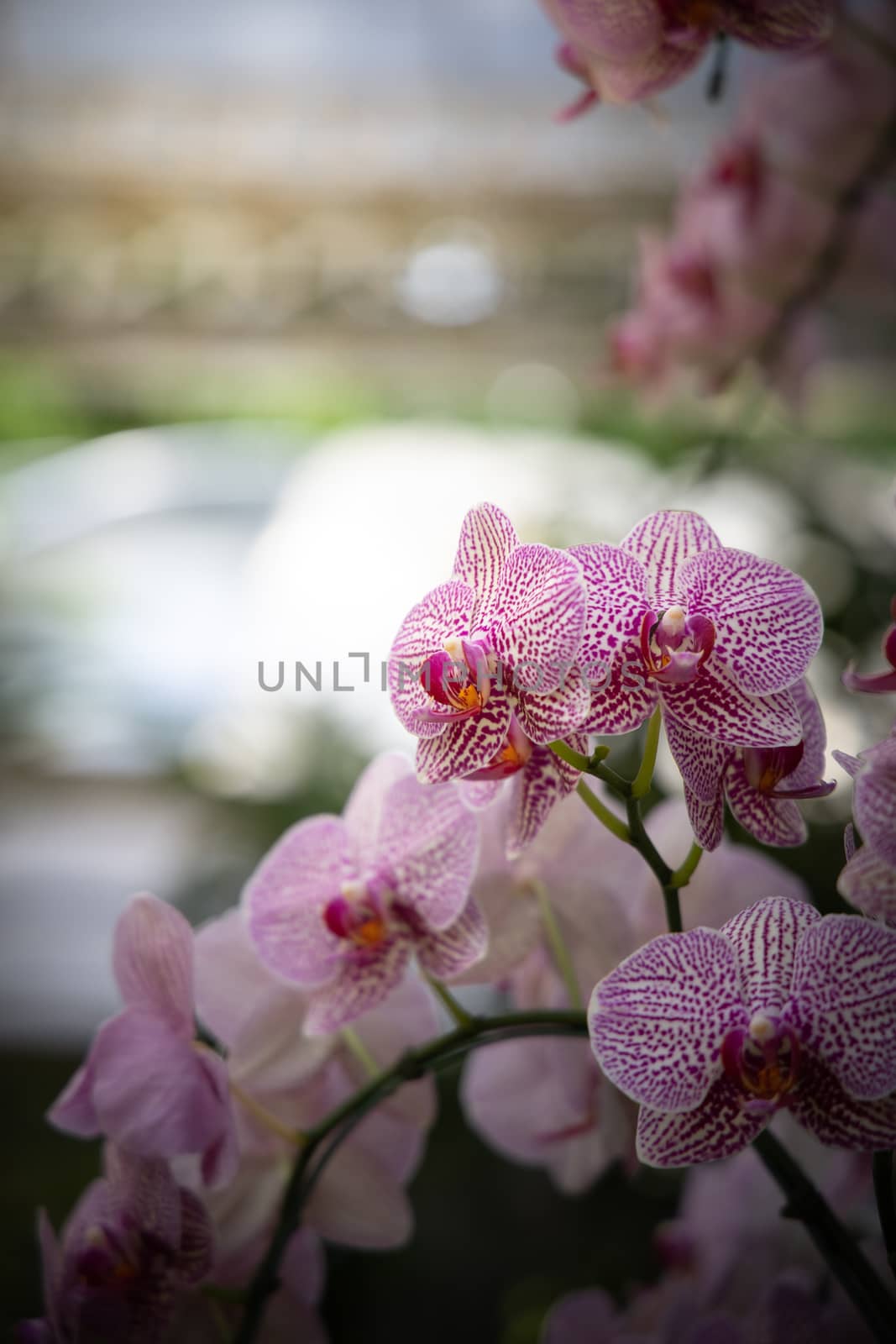 The background image of the colorful flowers by teerawit