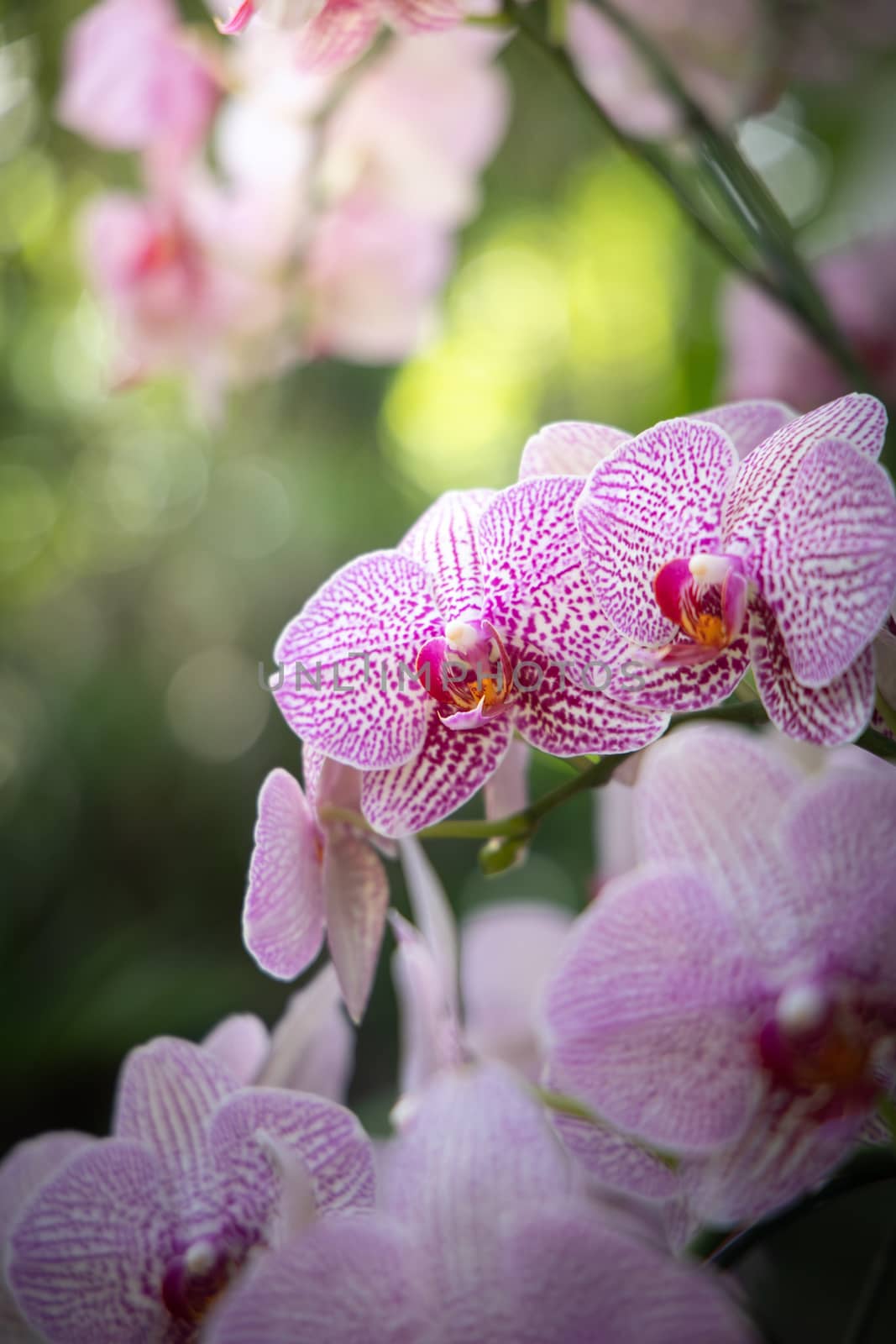 The background image of the colorful flowers by teerawit