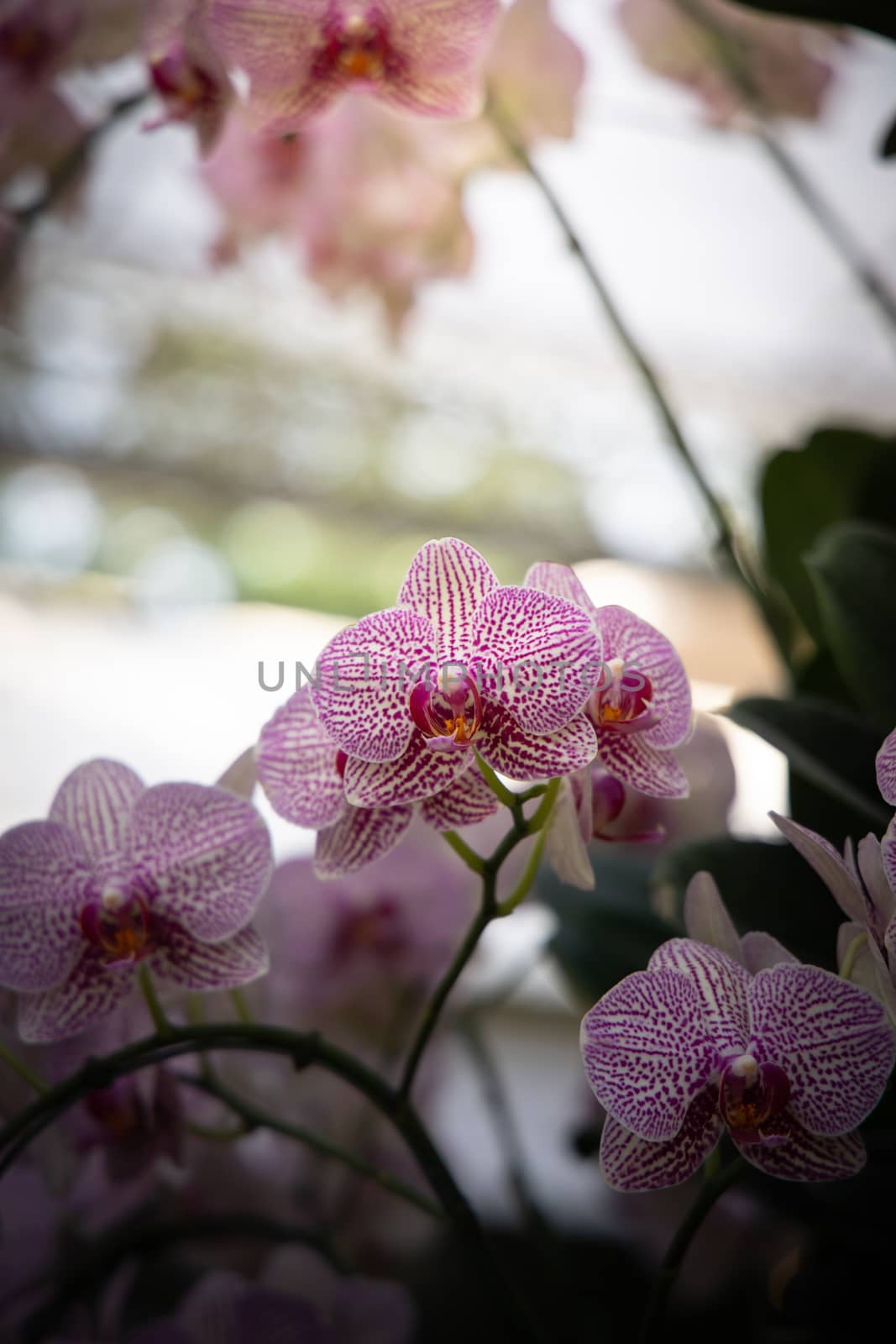 The background image of the colorful flowers, background nature