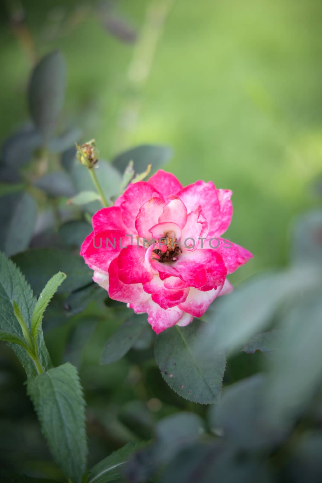 Roses in the garden  by teerawit