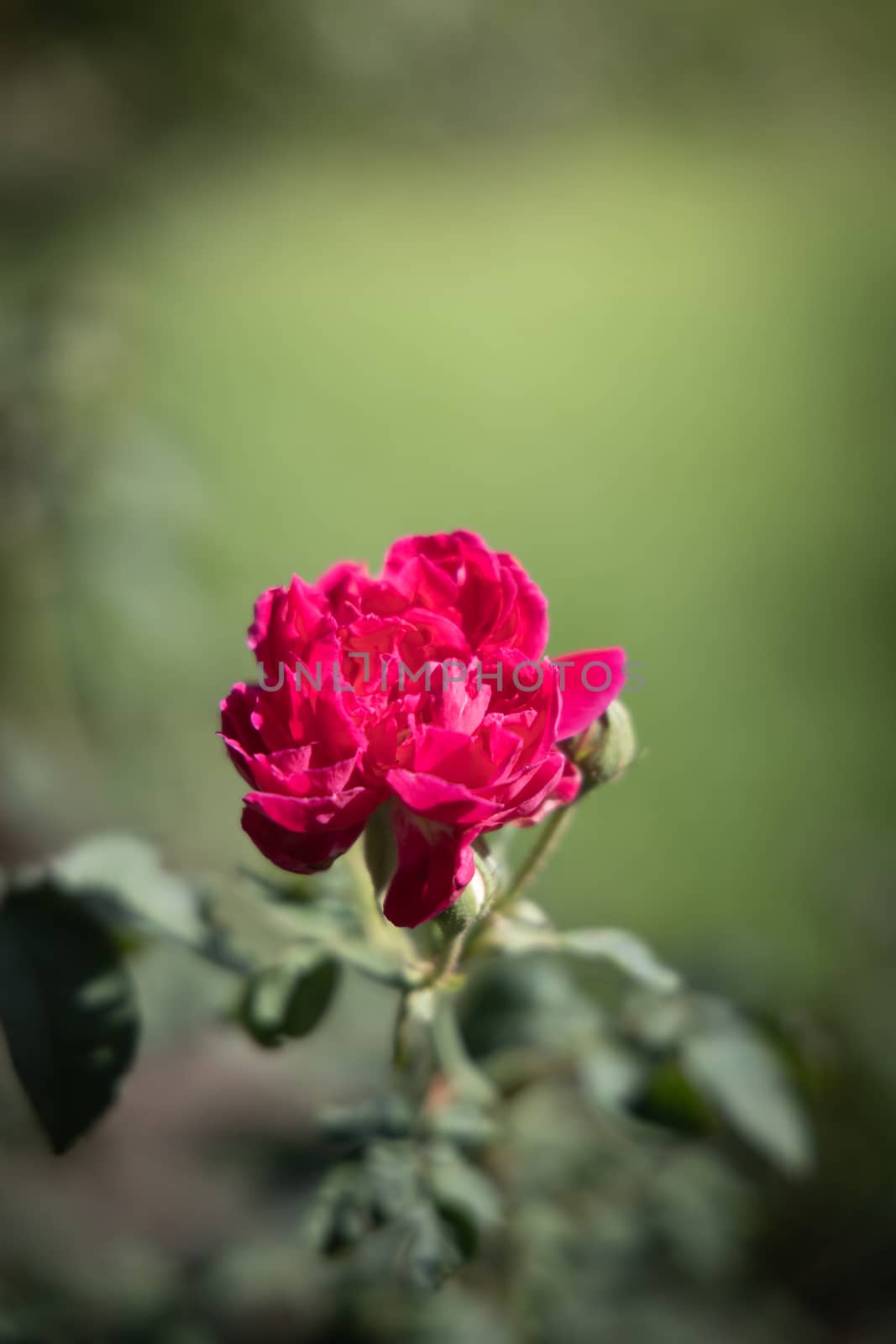 Roses in the garden  by teerawit