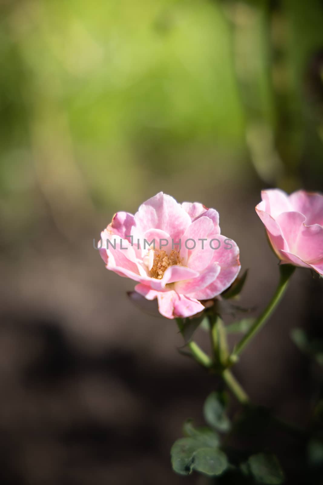 Roses in the garden, Roses are beautiful with a beautiful sunny day.