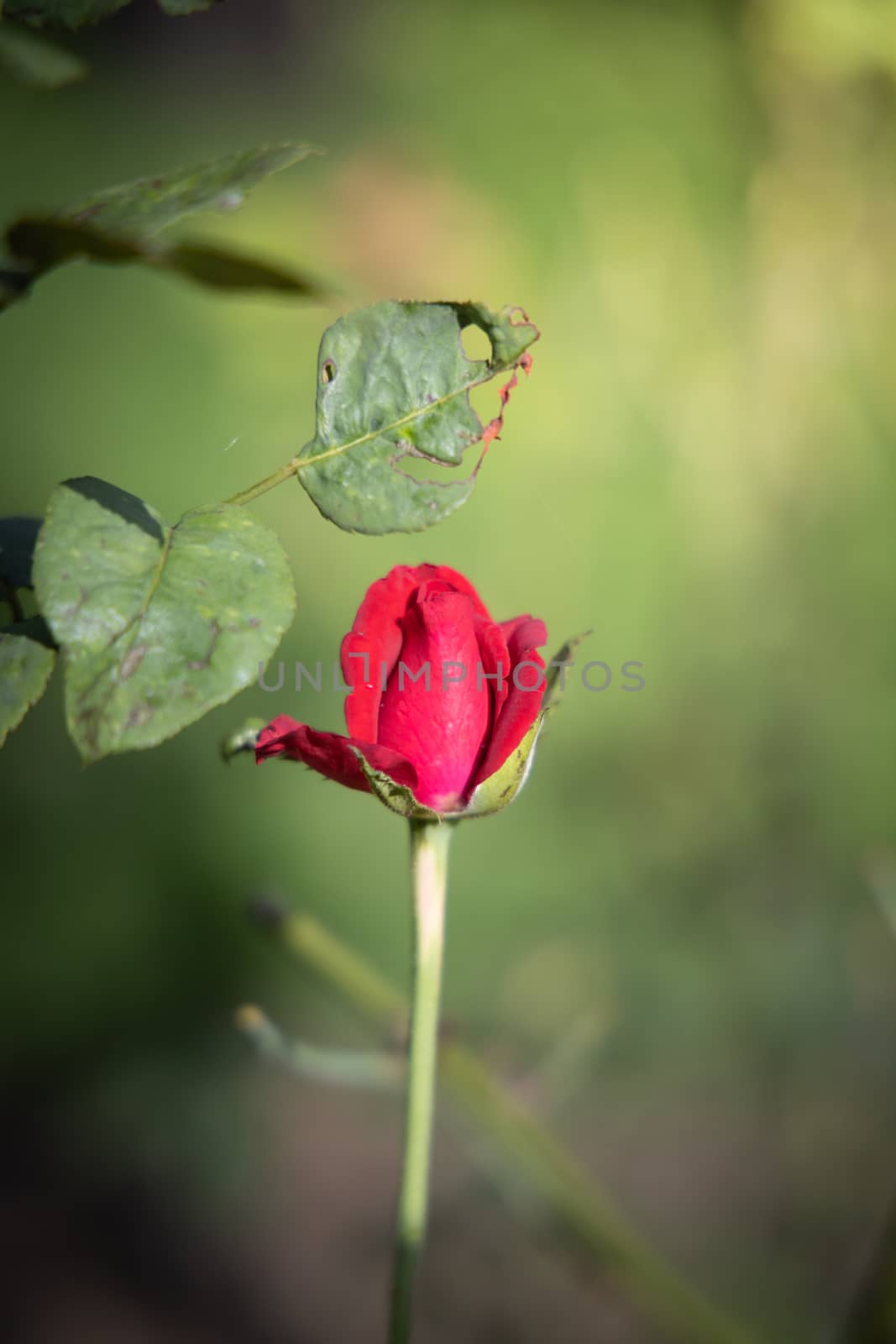 Roses in the garden, Roses are beautiful with a beautiful sunny day.