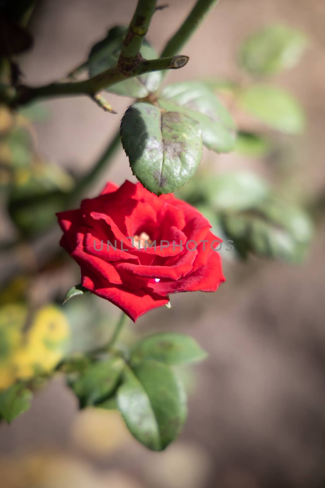 Roses in the garden, Roses are beautiful with a beautiful sunny day.