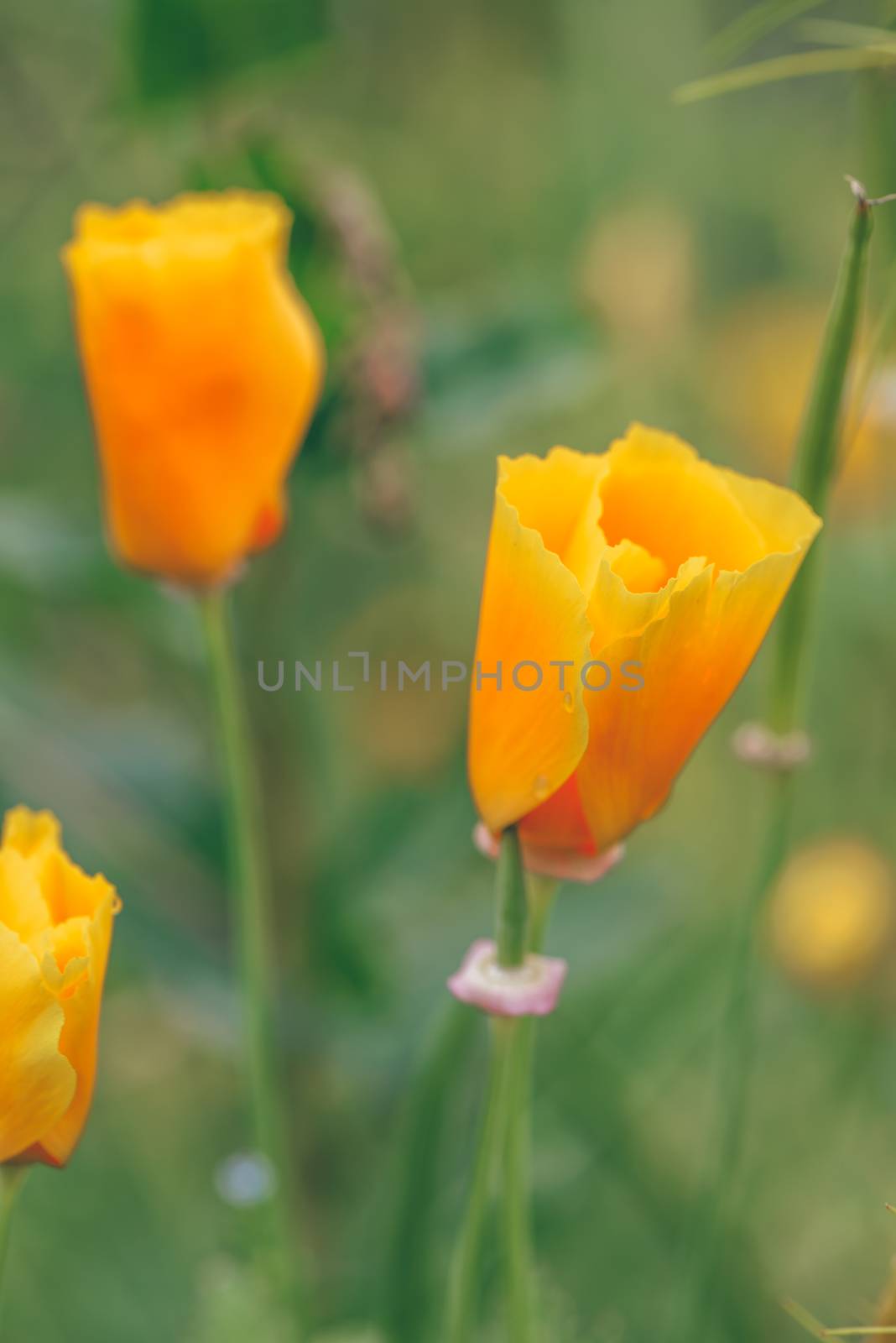 Orange California Poppies Bloom on a Spring Afternoon.