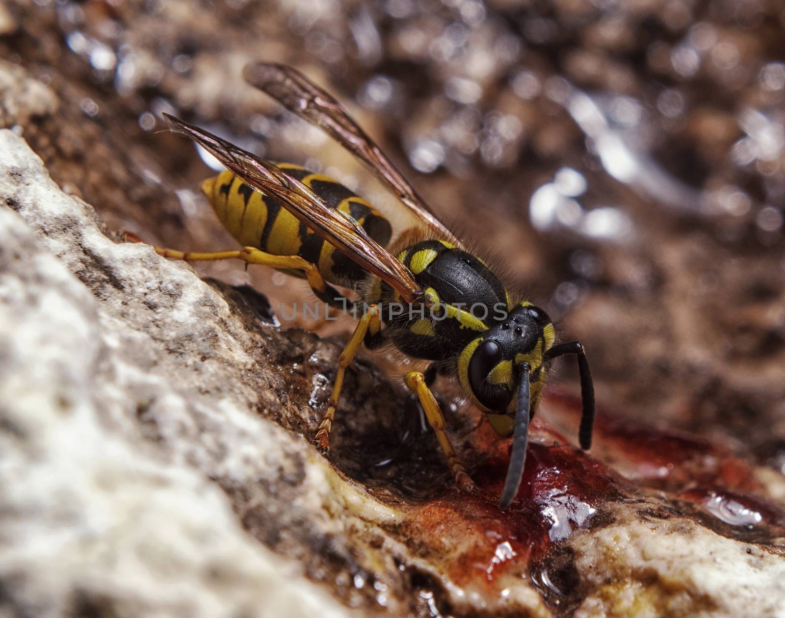 Image of a wasp eating a honey insect in a natural environment. Mega macro shot. Extreme close-up.
