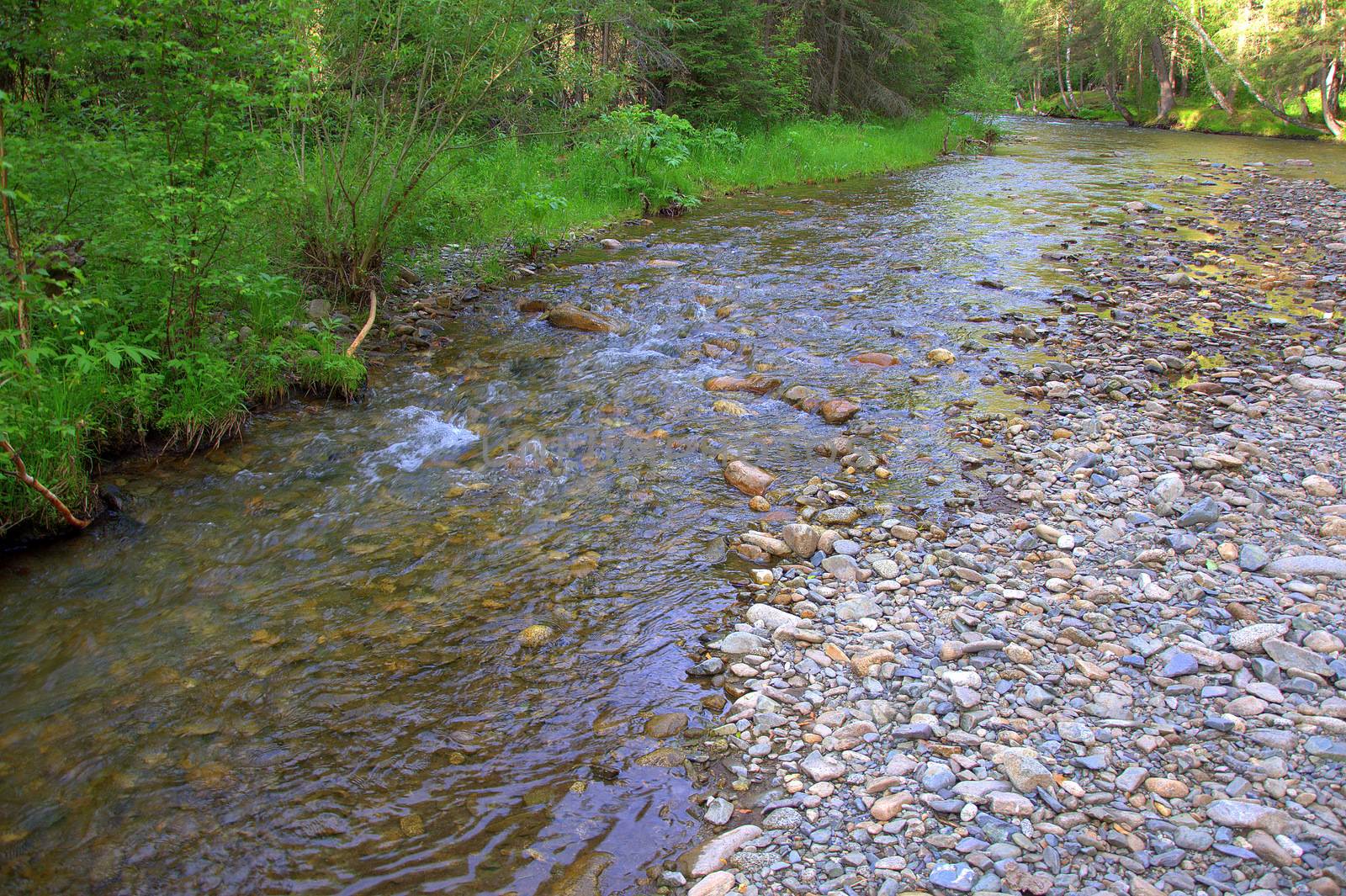 A small mountain river flowing through the forest. Altai, Siberia, Russia.