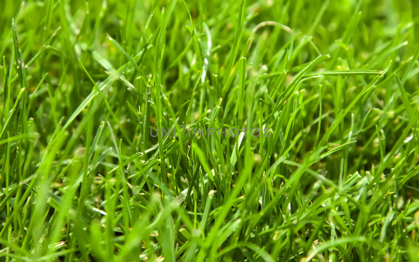 Beautiful fresh green grass background closeup by RawGroup