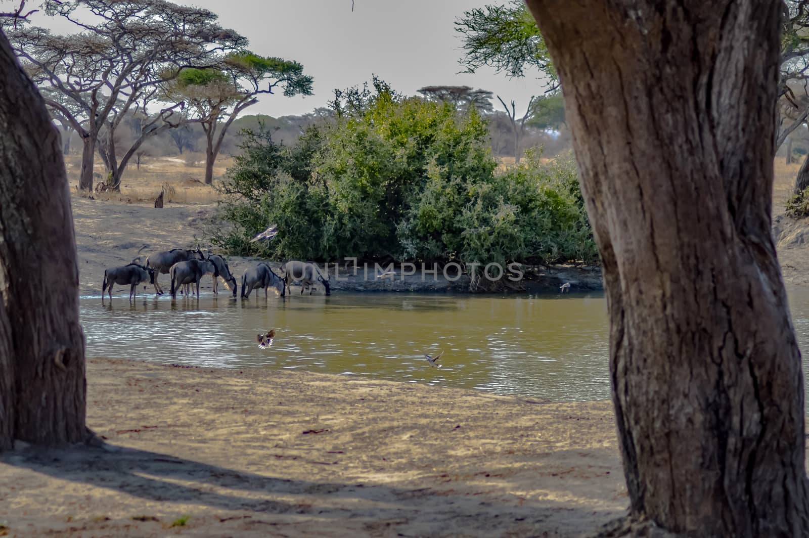 Wildebeest at Tarangire national park in Tanzania. Tourist destination. Wild life photography, Wonders of the world. Heritage.