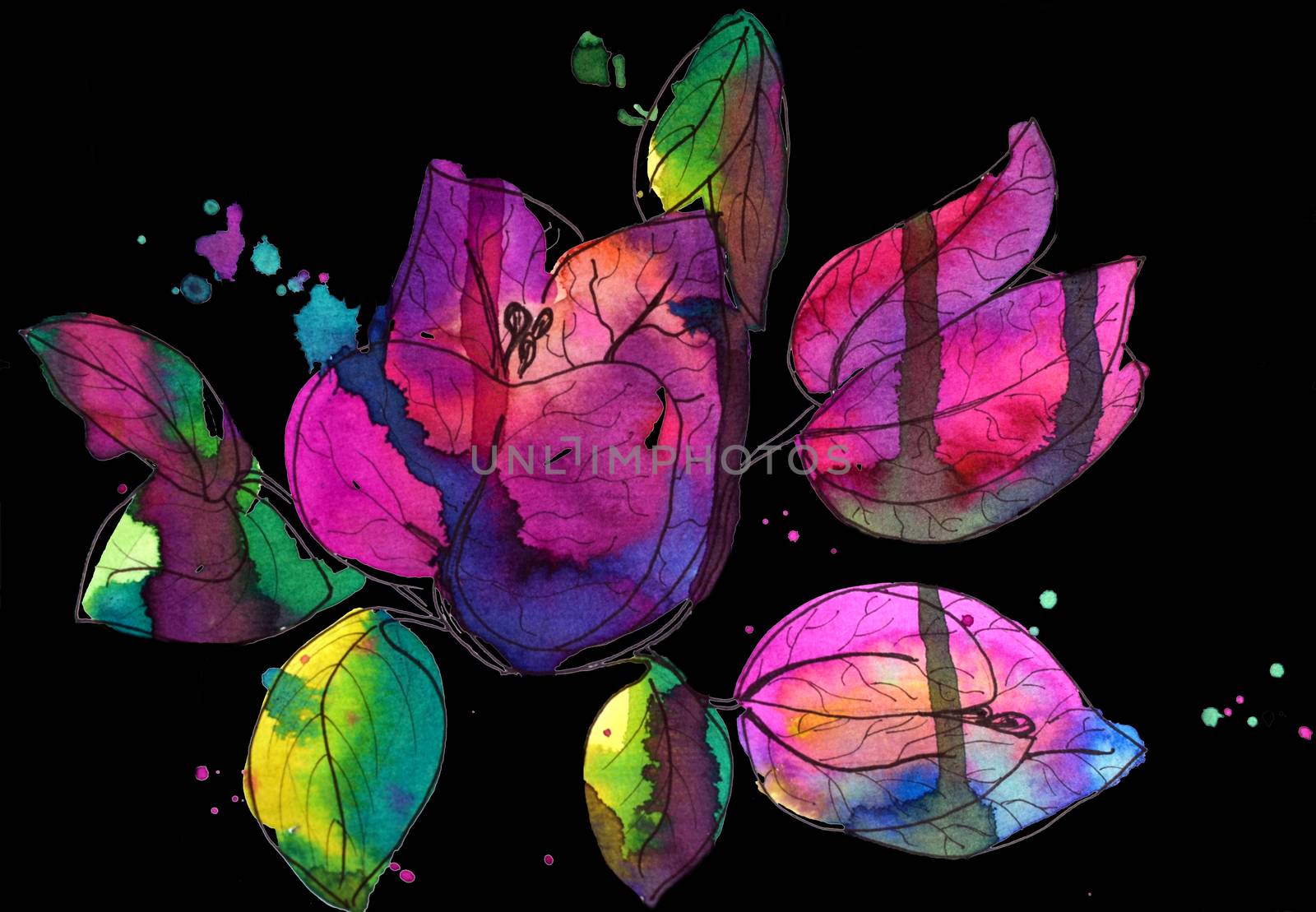 Illustration of blossom pink bougainvillea paper flower with stains. Watercolor painting retouch on black background