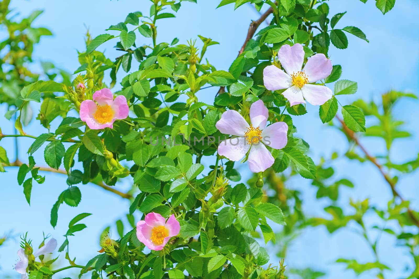 Pink Flowers of Rosa Multiflora by SNR