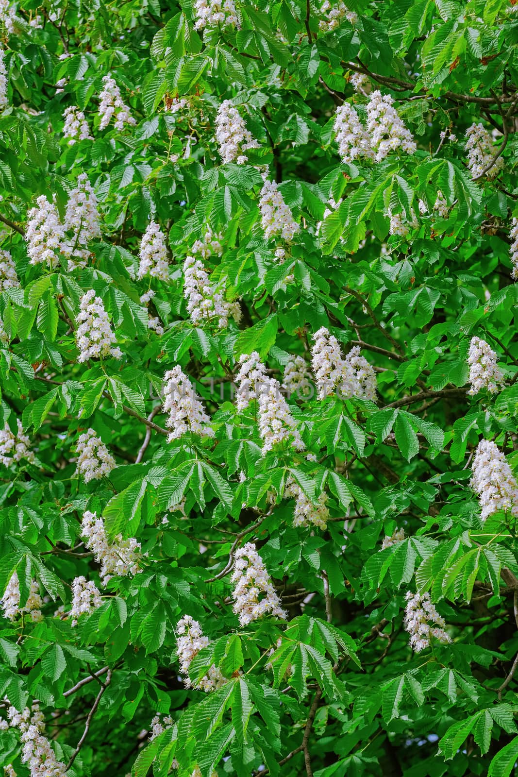 Background of Chestnut in Bloom. Spring in Bulgaria