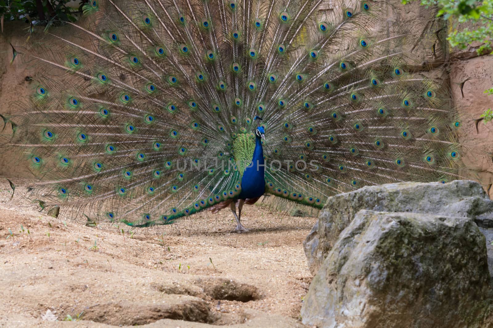 Indian Male Peacock            by JFsPic