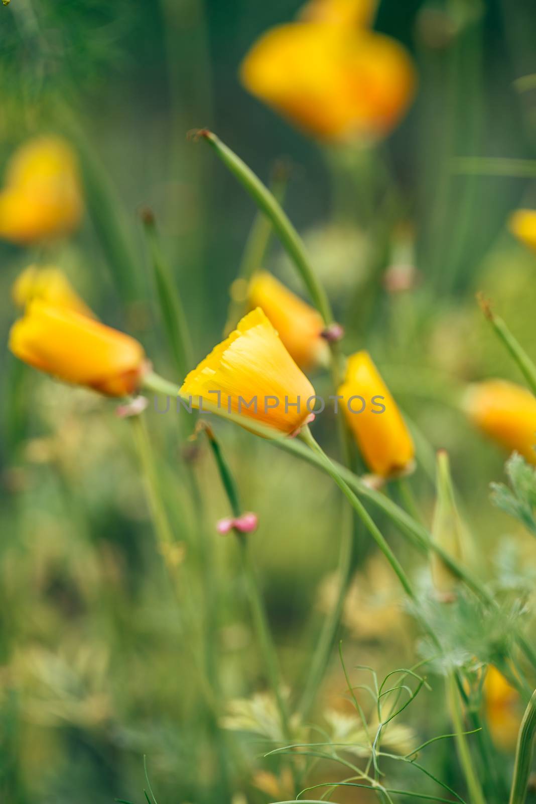 California Poppies on a Meadow. by Seva_blsv