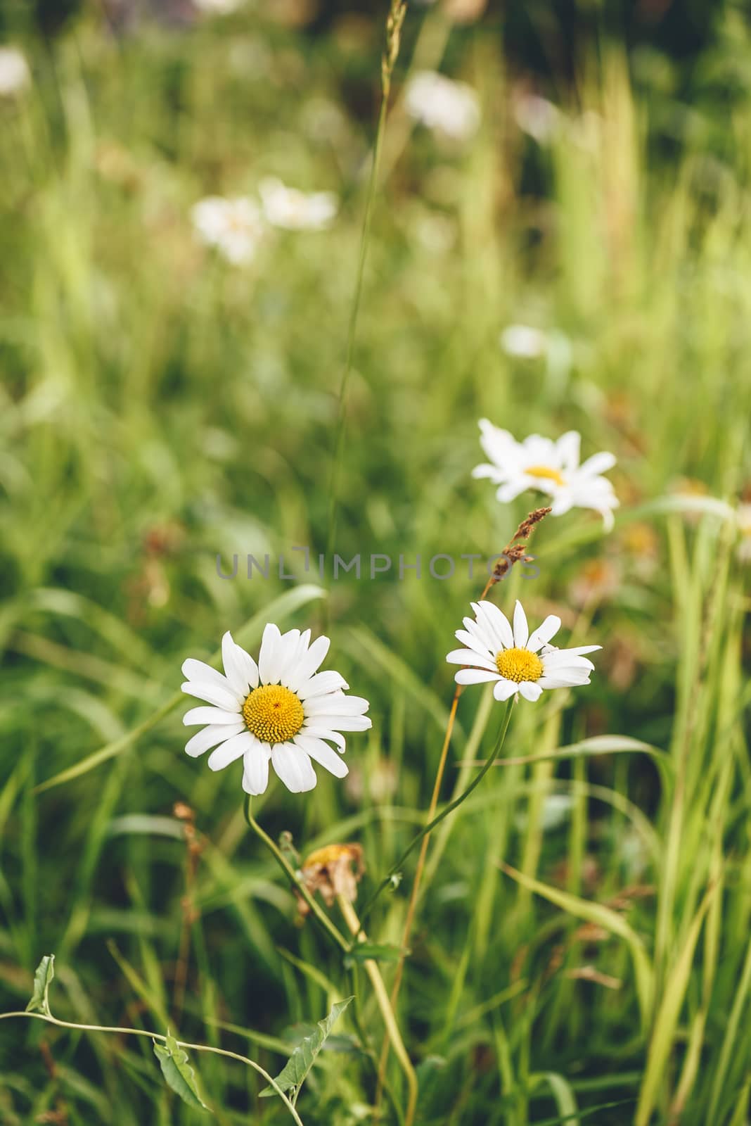Daisy Flowers on Lawn at Sunny Day. Blurred Background.