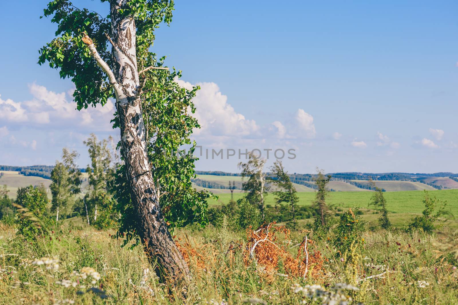 Birch with Broken Trunk and Branches. by Seva_blsv